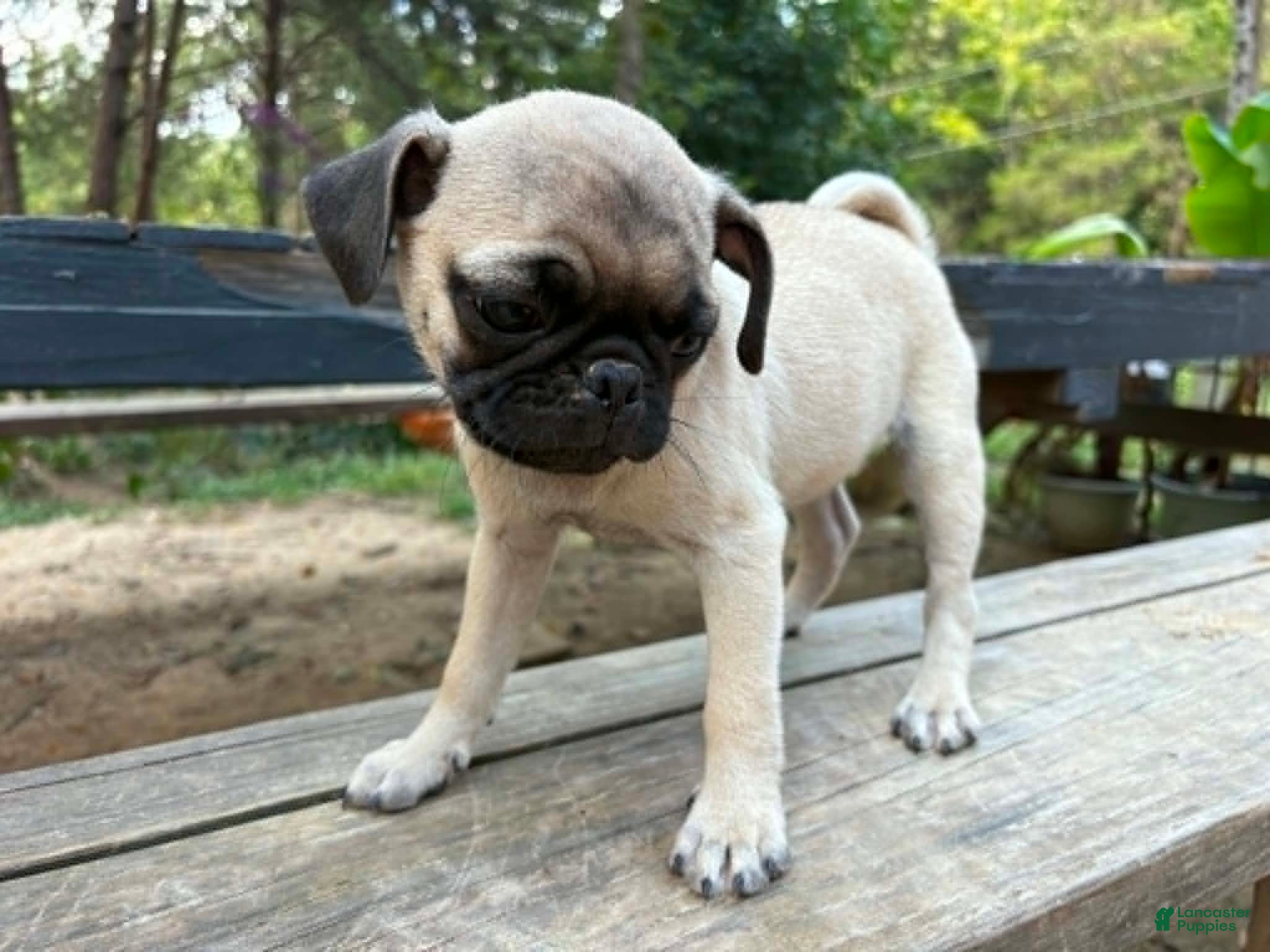 Pug dogs for sale: Patchouli - Ad 3