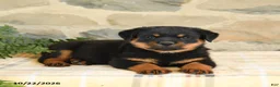 Rottweiler dogs for sale: Brock - Ad 2