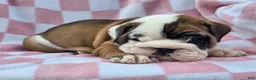 English Bulldog dogs for sale: Mocha - Ad 5