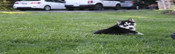 Siberian Husky dogs for sale: Reno - Ad 2