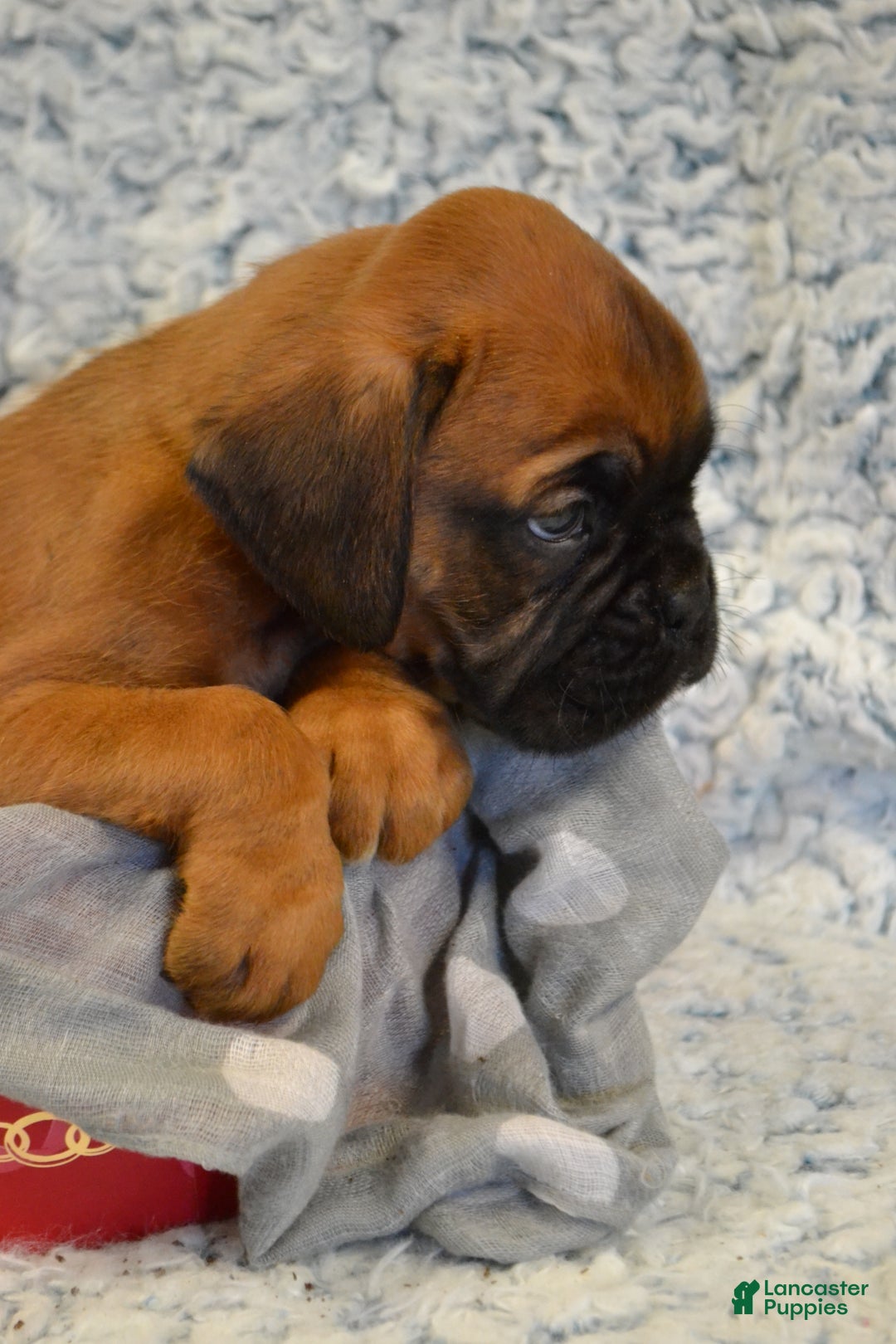 Boxer dogs for sale: Rambo - Ad 4