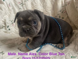 French Bulldog dogs Alex - Ad 24