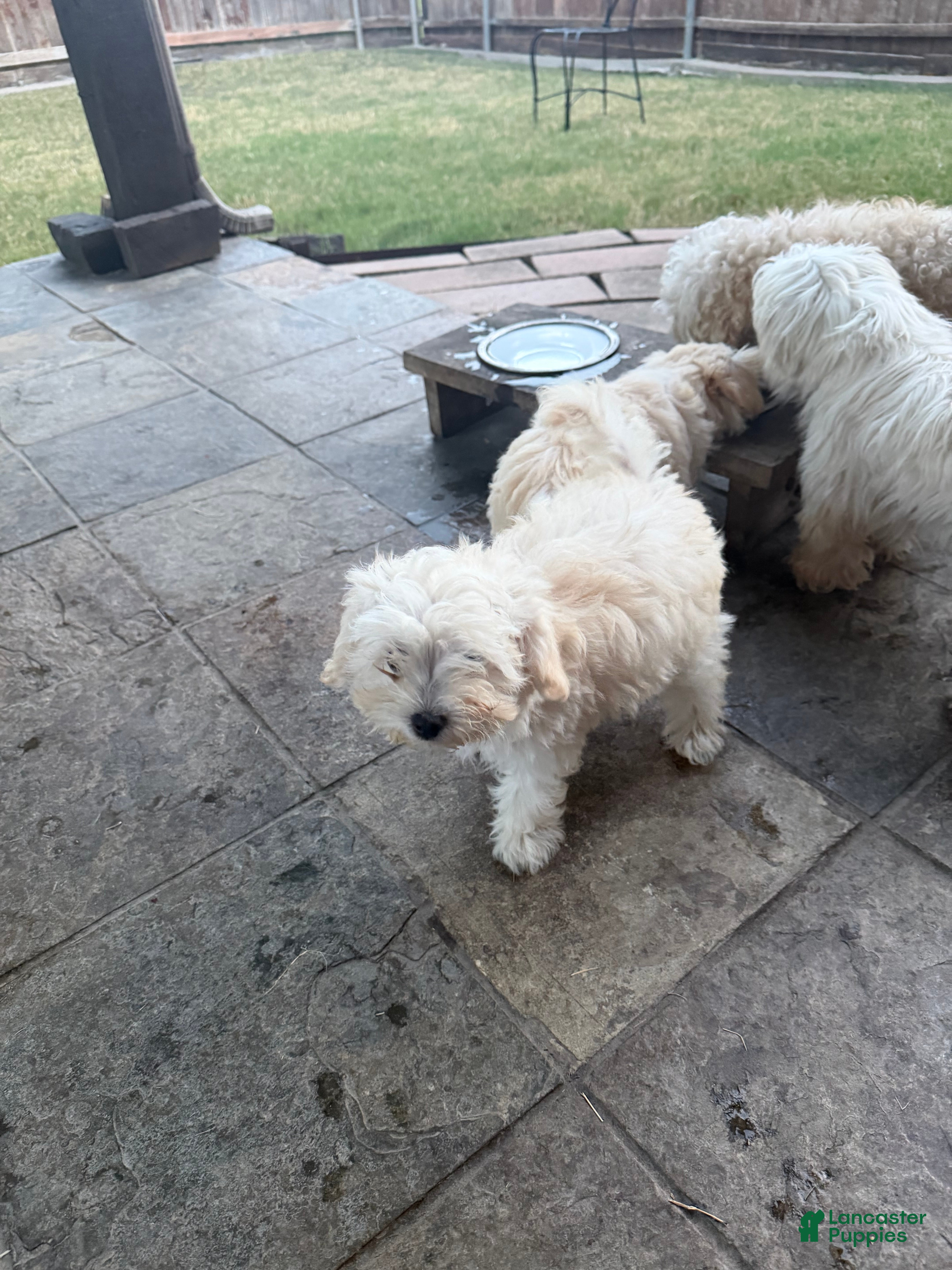Mixed Breed dogs Mixed Breed 2 - Ad 2