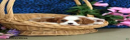 Cavalier King Charles Spaniel dogs for sale: Kolby - Ad 4