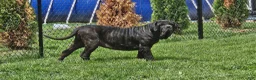 Neapolitan Mastiff dogs for sale: Neapolitan Mastiff Puppy 1 - Ad 14