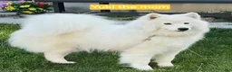 Mixed Breed dogs for sale: Samoyed - Poodle Doodle Sammypoo 1 - Ad 6