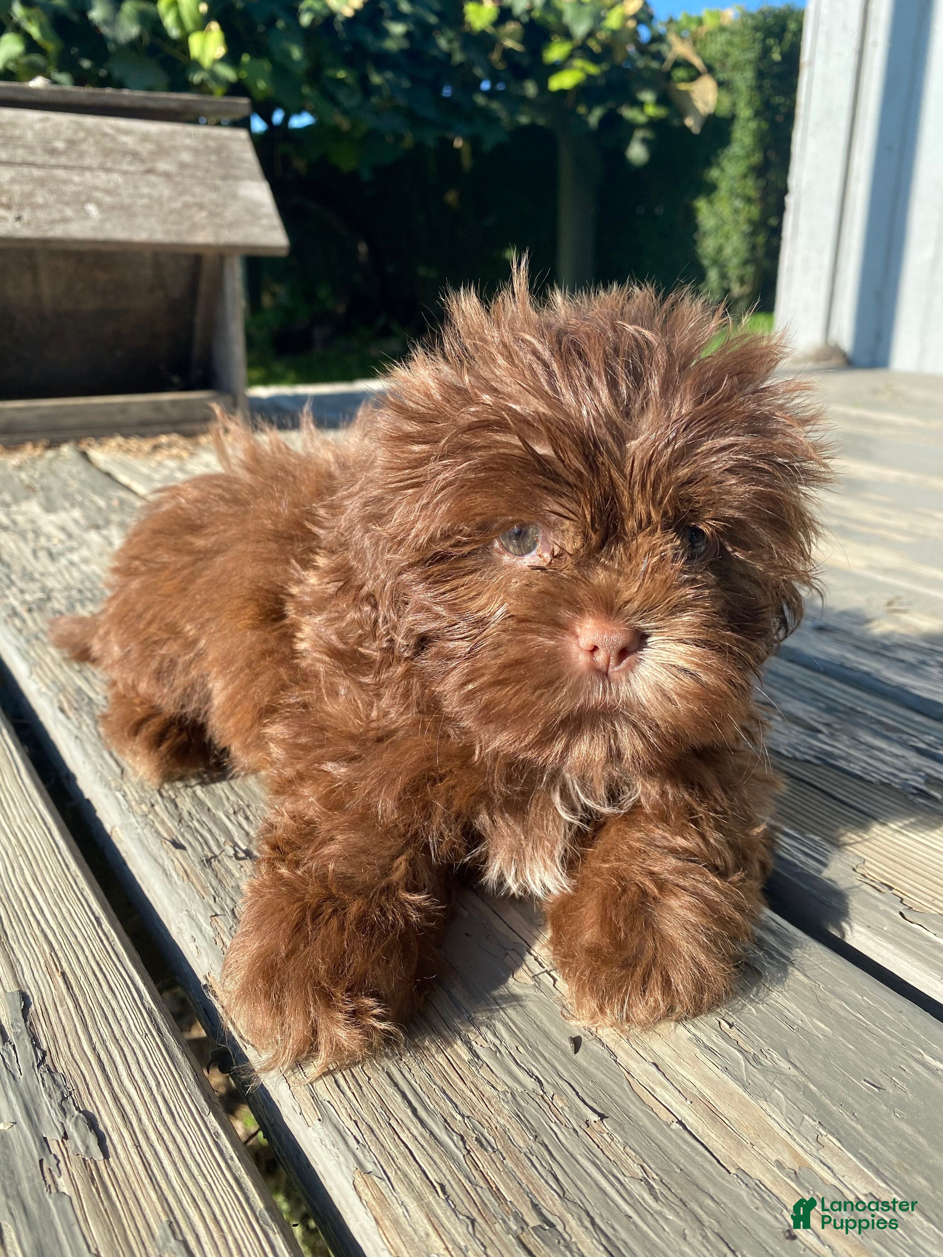 Shih Tzu dogs Tucker - Ad 1