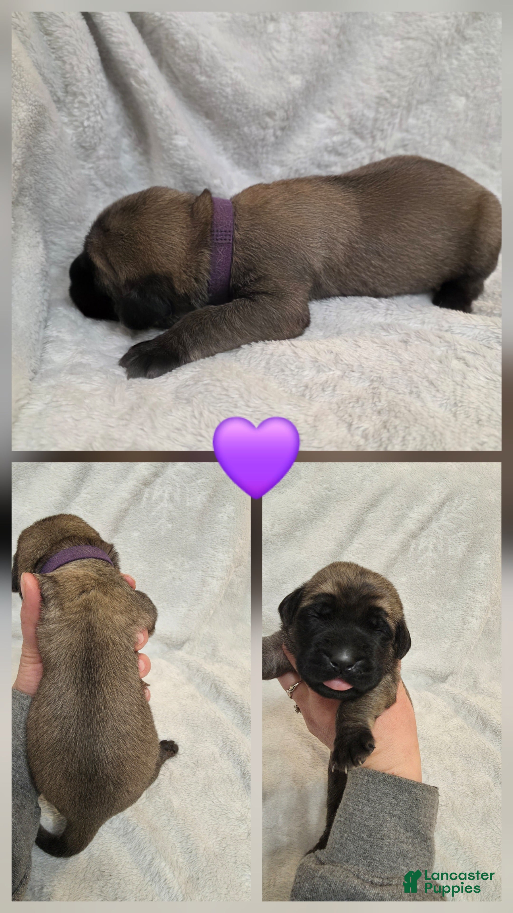 English Mastiff dogs Purple Collar  - Ad 11