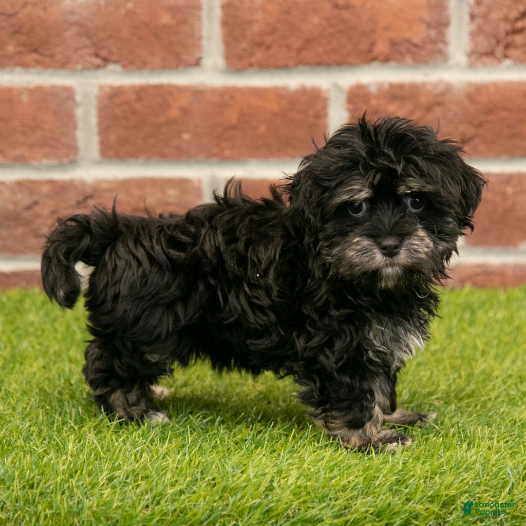 Havanese dogs for sale: Sally - Ad 5
