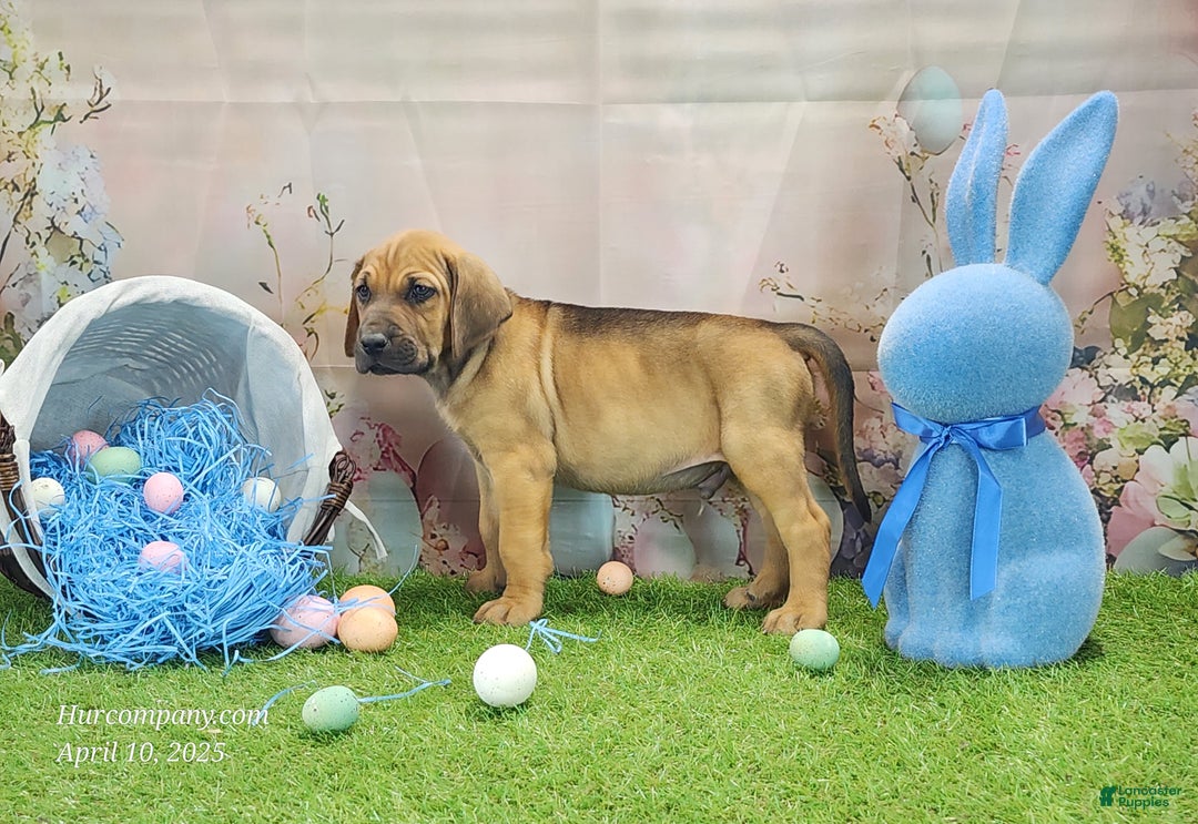 Mixed Breed dogs for sale: 2025 Bloodahoula Male 3 "Finn" - Ad 1