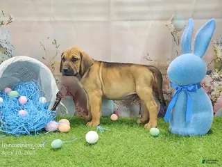 Mixed Breed dogs 2025 Bloodahoula Male 3 "Finn" - Ad 19