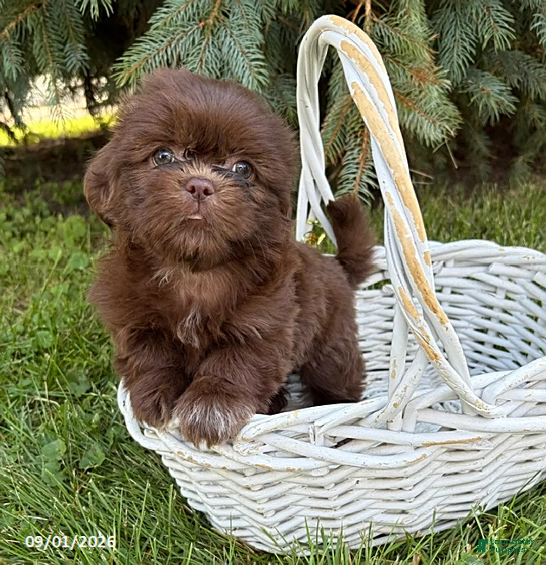 Shih Tzu dogs for sale: Lacey - Ad 2