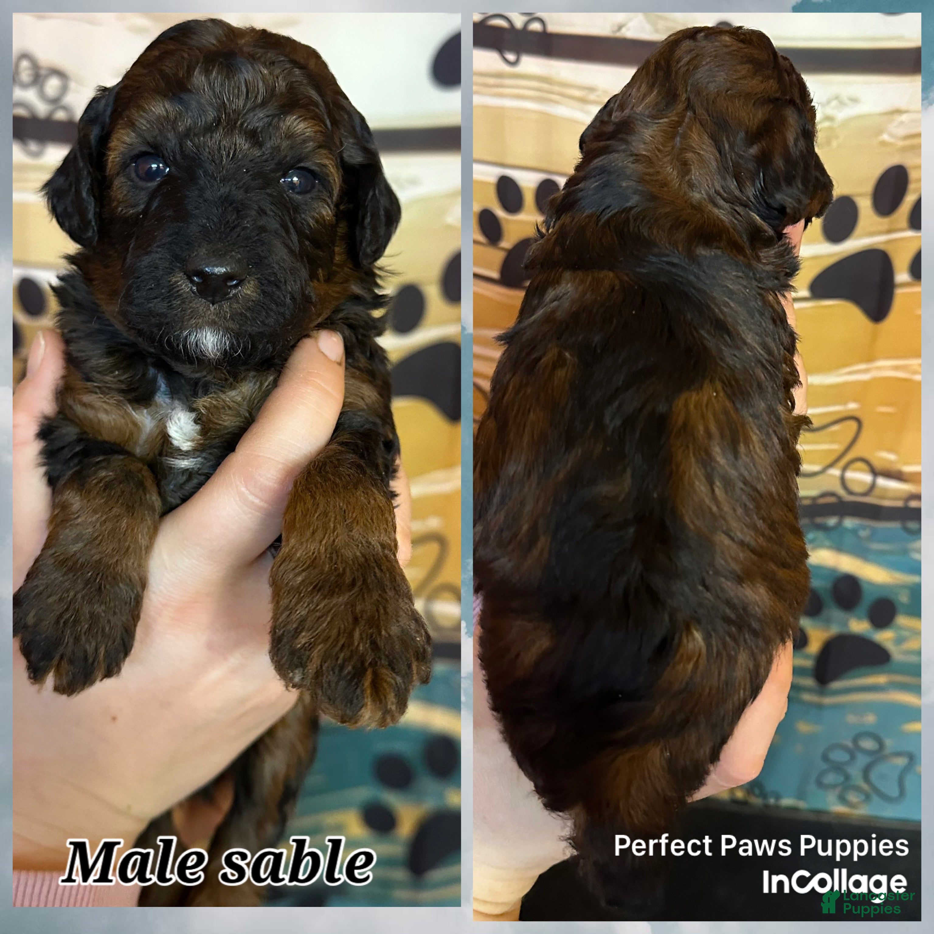 Miniature Poodle dogs Miniature Poodle Puppy 4 - Ad 38