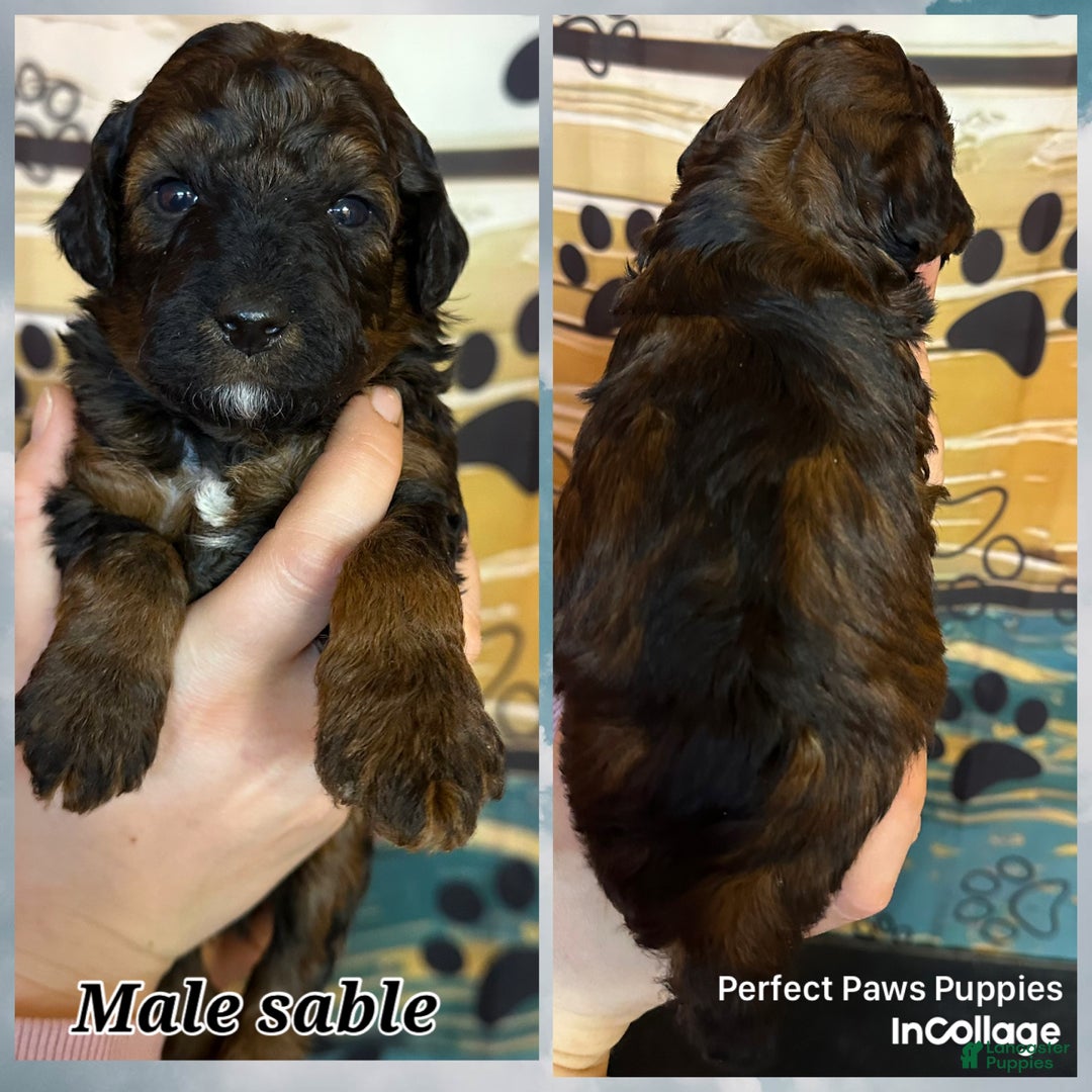 Miniature Poodle dogs for sale: Miniature Poodle Puppy 4 - Ad 1
