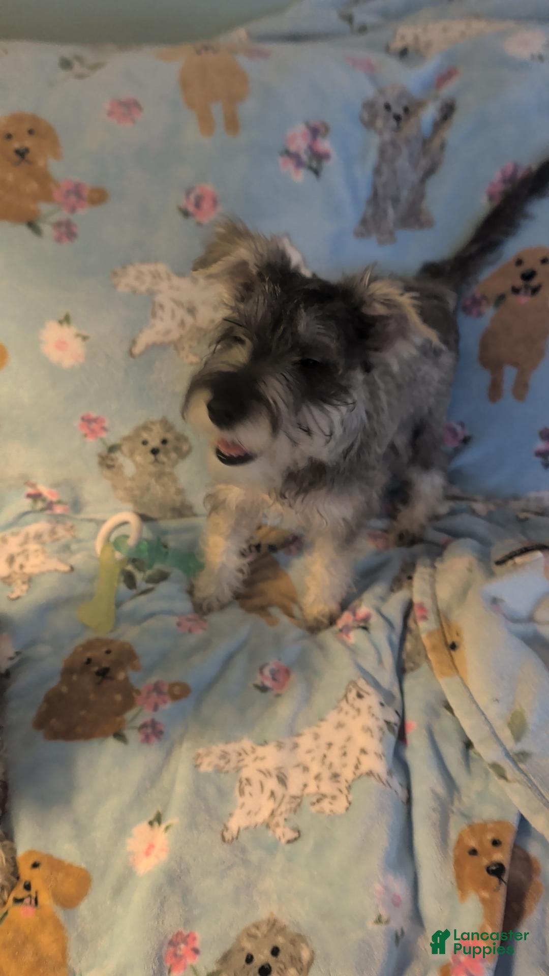 Miniature Schnauzer dogs for sale: Precious - Ad 12