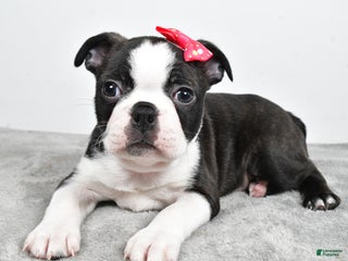 Mixed Breed dogs Scarlett - Ad 26