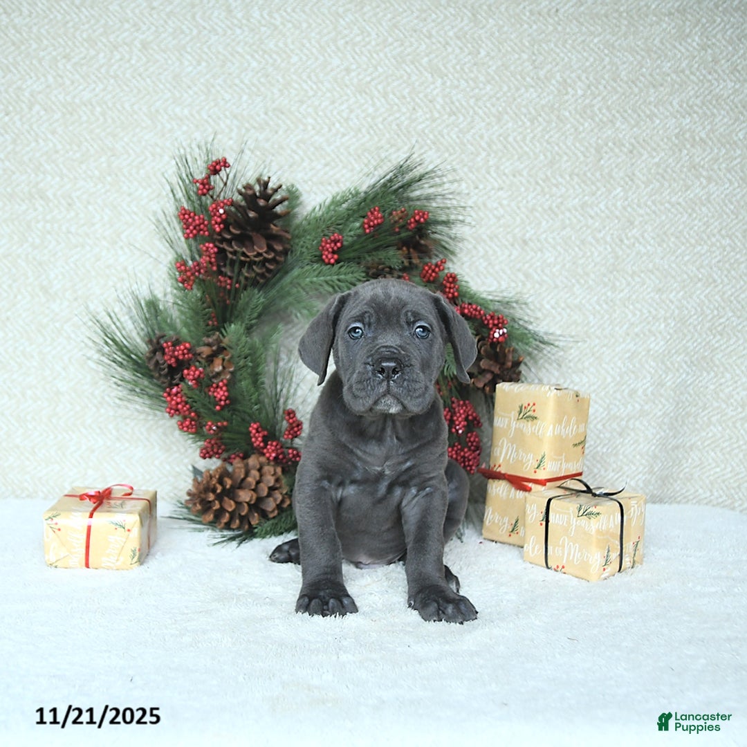 Cane Corso dogs for sale: Zane - Ad 6