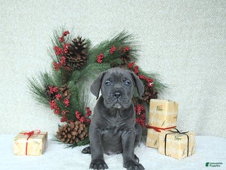 Cane Corso dogs Zane - Ad 6