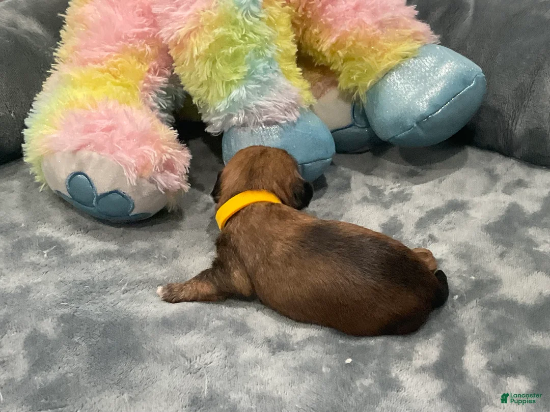 Shorkie dogs for sale: Daisy - Ad 2