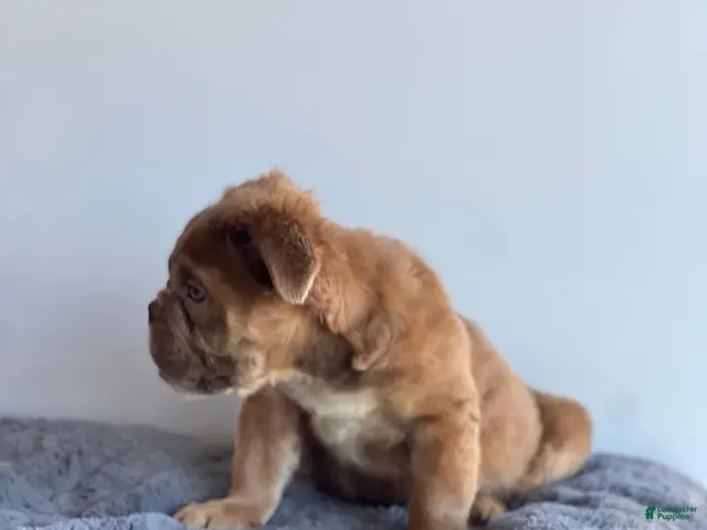 English Bulldog dogs for sale: Sassy - Ad 2
