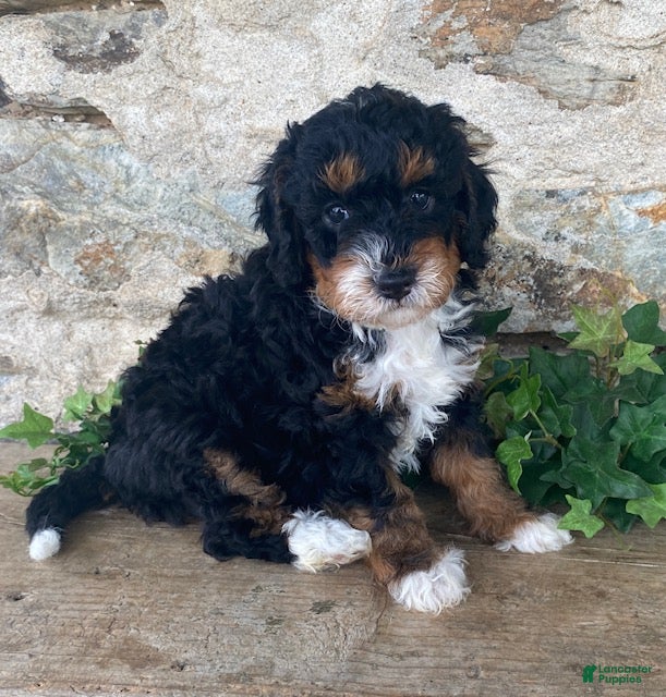 Mini Bernedoodle dogs Jester - Ad 2