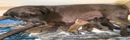 Great Dane dogs for sale: Bellows - Ad 10