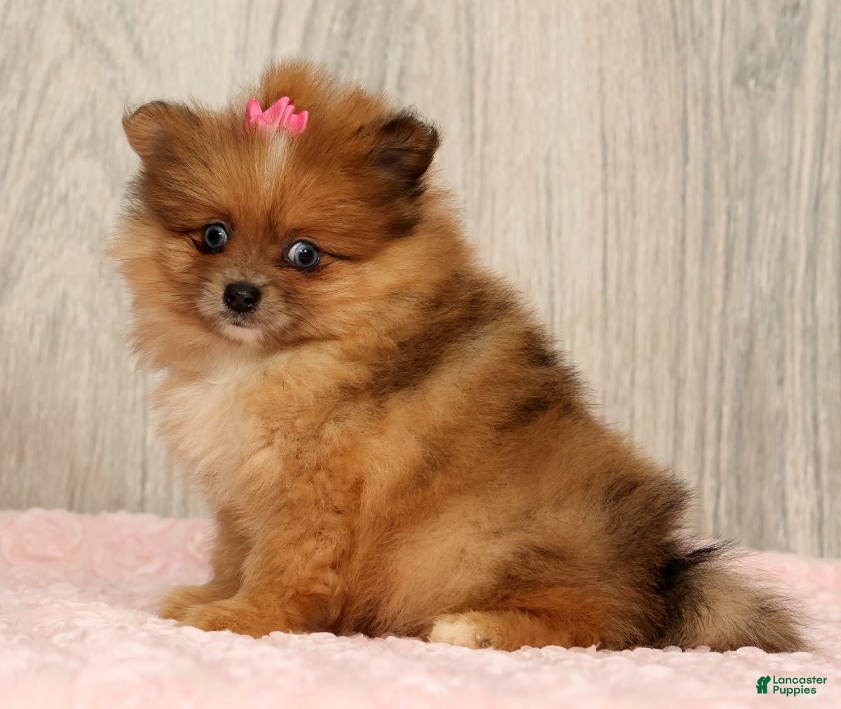 Pomeranian dogs Happy - Ad 2