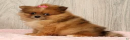 Pomeranian dogs for sale: Happy - Ad 2