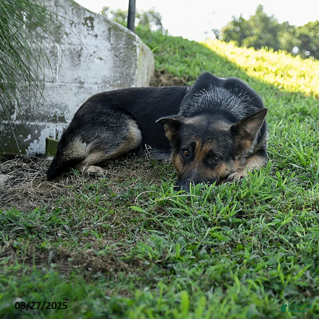 German Shepherd dogs for sale: Winston - Ad 4