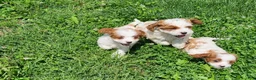 Cavapoo dogs for sale: Spotty - Ad 3