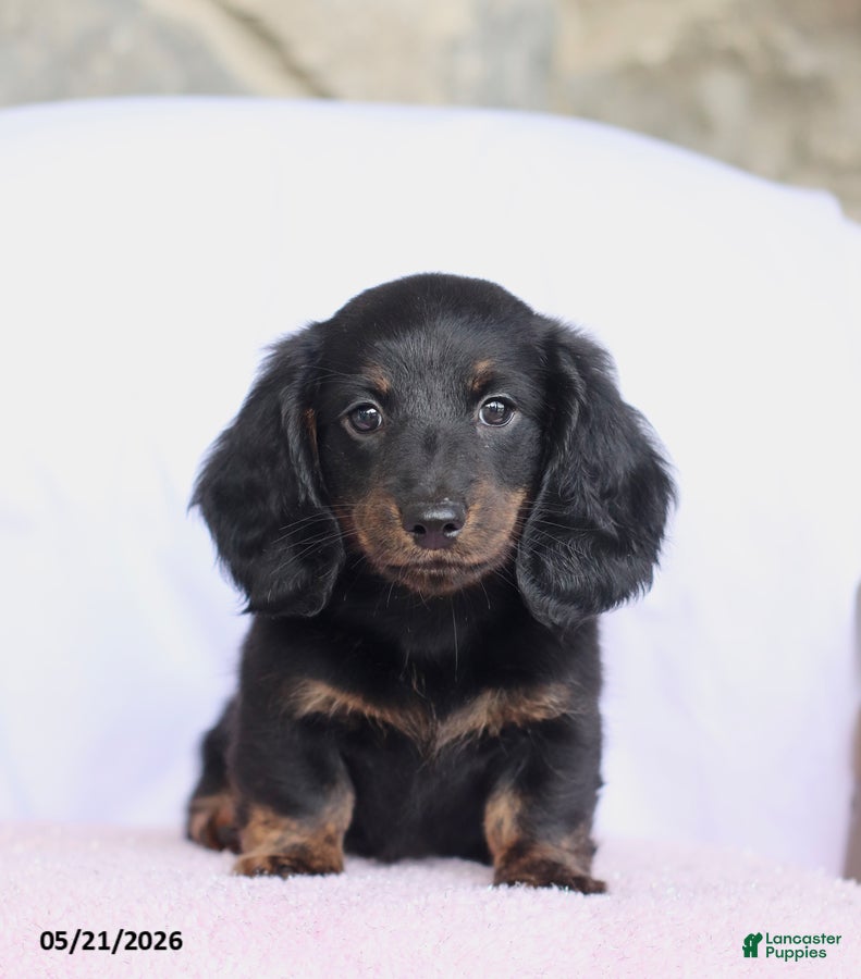 Miniature Dachshund dogs Cade - Ad 2