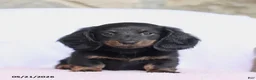 Miniature Dachshund dogs for sale: Cade - Ad 2