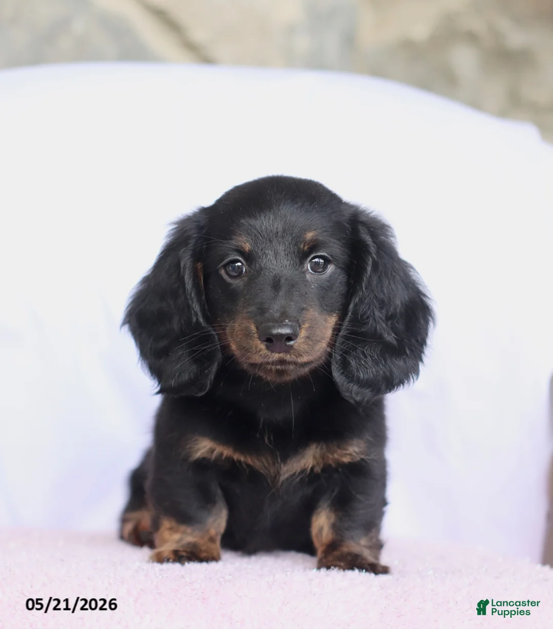 Miniature Dachshund dogs for sale: Cade - Ad 2