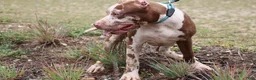 American Bully dogs for sale: Iris - Ad 9