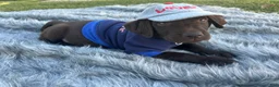 Labrador Retriever dogs for sale: Labrador Retriever sage design - Ad 3