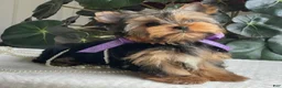 Yorkshire Terrier dogs for sale: Tucker - Ad 5