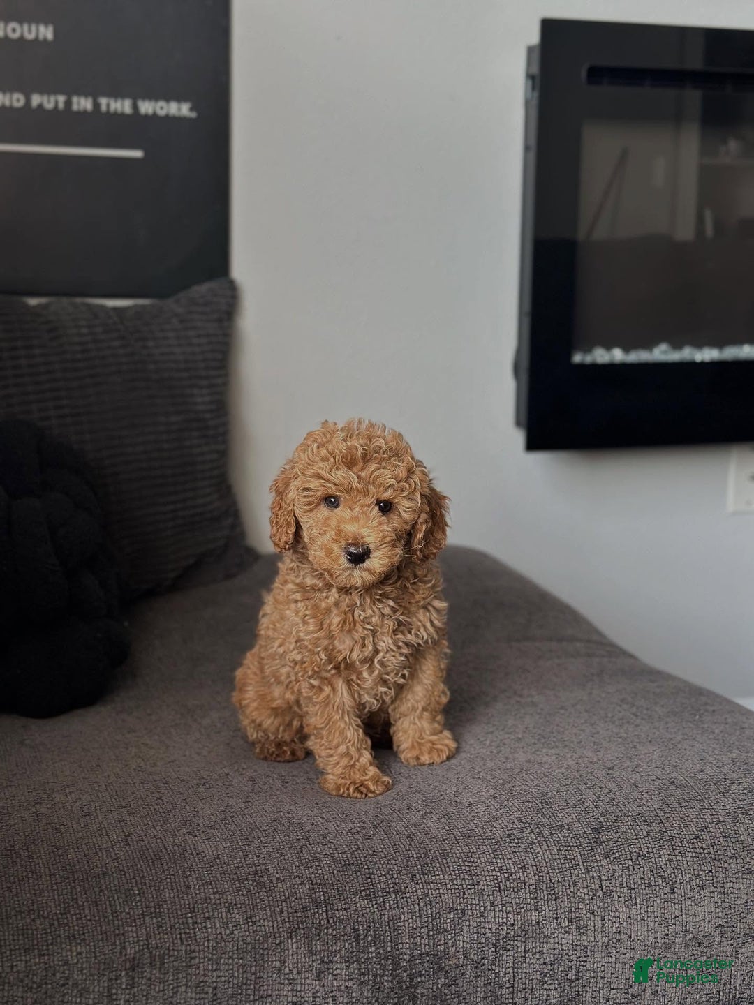 Mini Goldendoodle dogs for sale: Dedra - Ad 3
