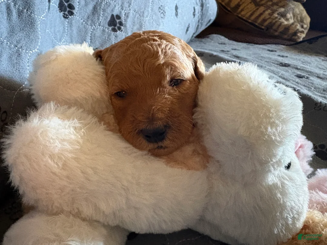 Goldendoodle dogs for sale: Ariel - Ad 2