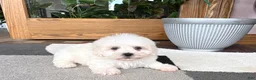 Mixed Breed dogs for sale: Lhasa/Coton male 3 - Ad 6