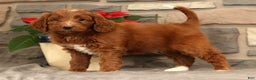 Mini Goldendoodle dogs for sale: Scarlett - Ad 6