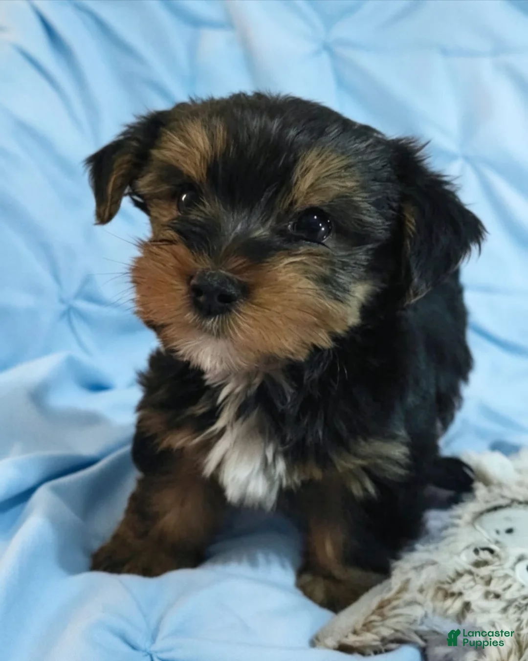 Yorkshire Terrier dogs for sale: RIO-POTTY And CRATE TRAINED 🐾 - Ad 1