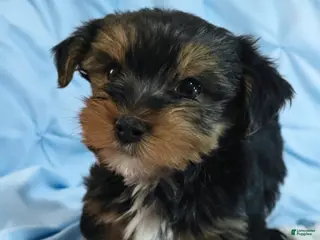 Yorkshire Terrier dogs RIO-POTTY And CRATE TRAINED 🐾 - Ad 34