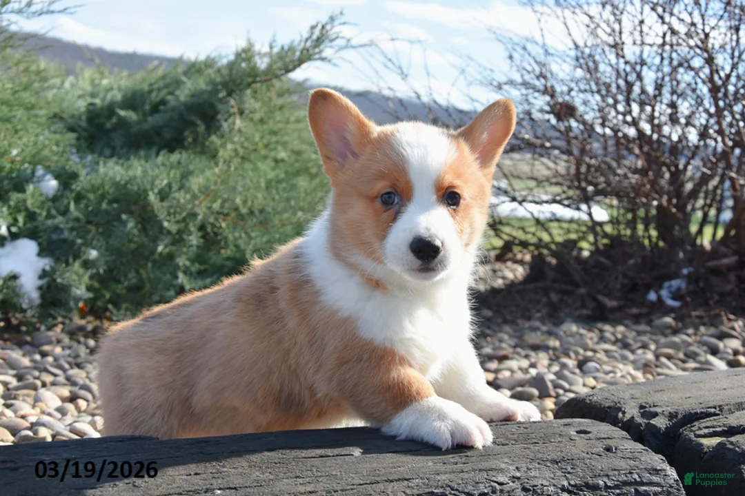Welsh Corgi Pembroke dogs for sale: Enzo - Ad 2