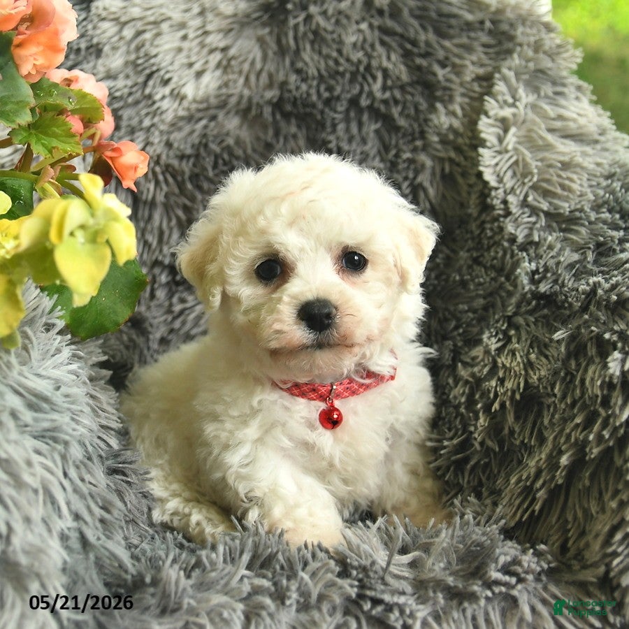 Bichon Frise dogs for sale: Captain  - Ad 2