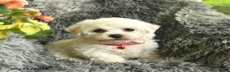 Bichon Frise dogs for sale: Captain  - Ad 1