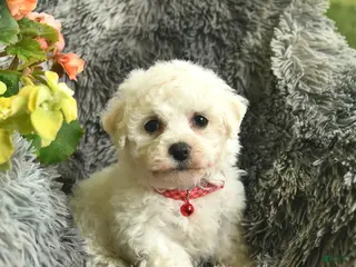 Bichon Frise dogs for sale: Captain - Ad 2