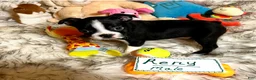 Boston Terrier dogs for sale:  Reny - Ad 4