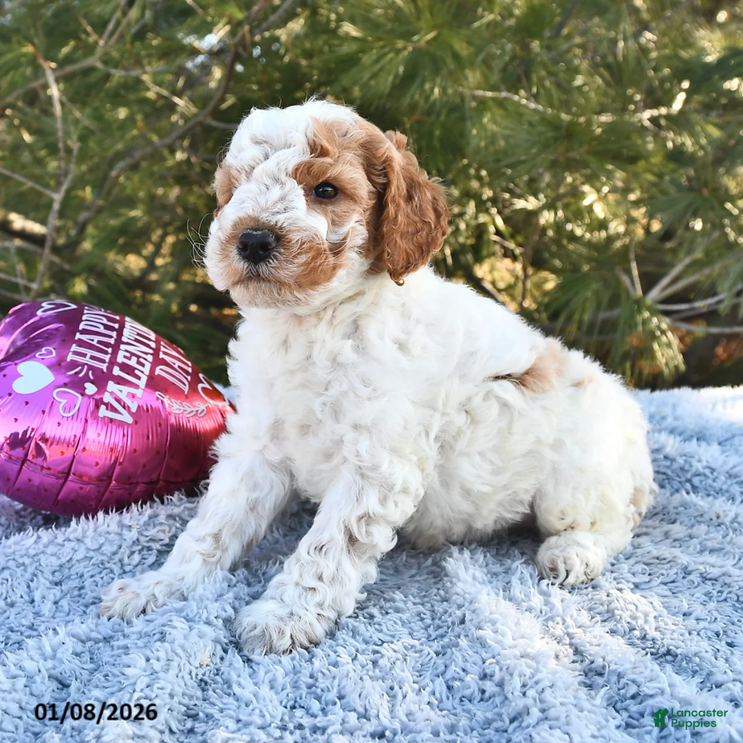 Mini Goldendoodle dogs for sale: Cooper - Ad 7