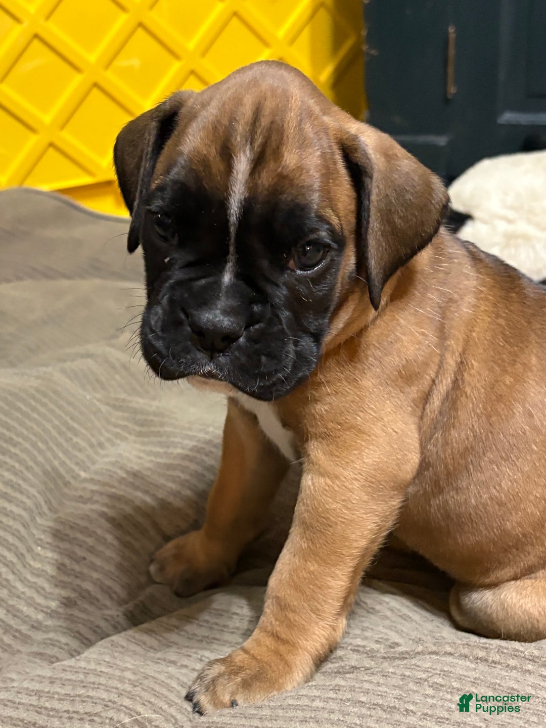 Boxer dogs for sale: Buddy - Ad 4