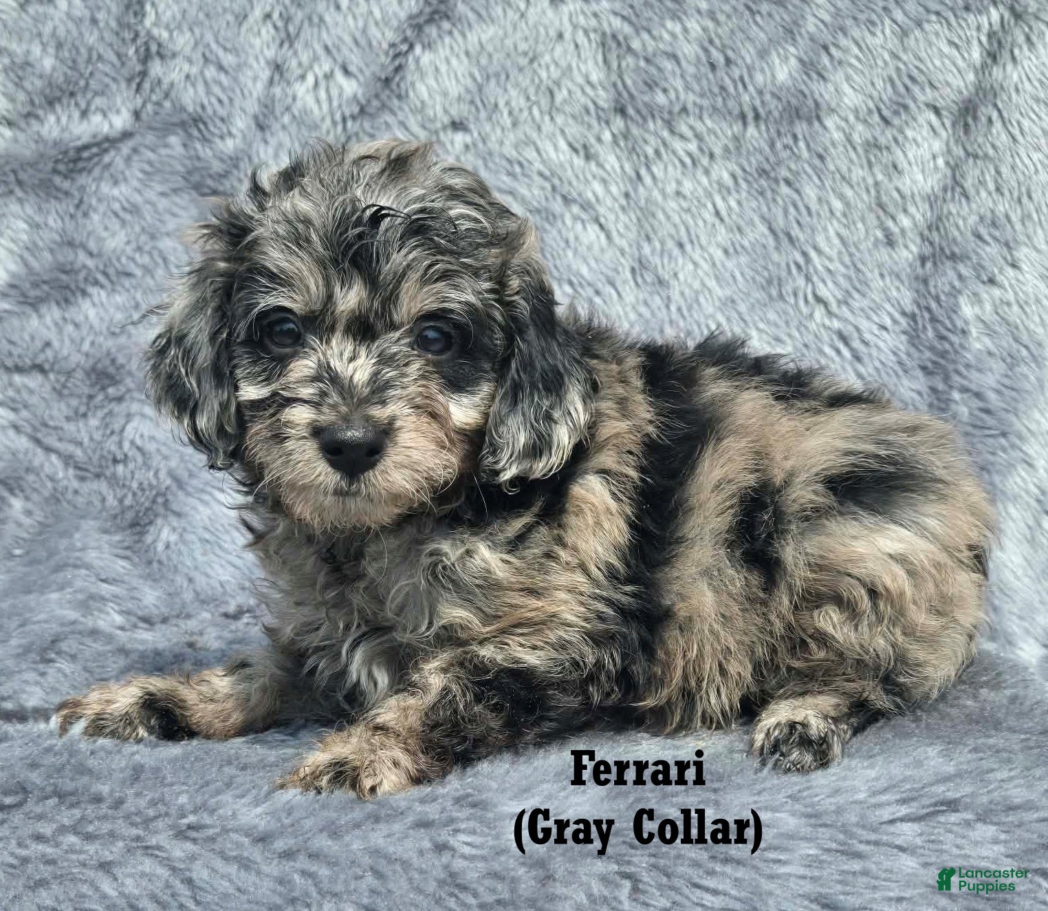 Mini Aussiedoodle dogs Ferrari - Ad 1